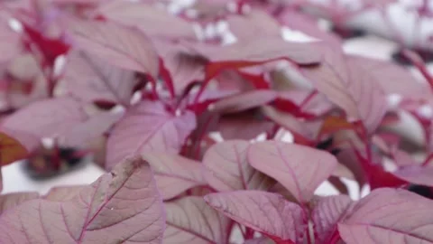 Spinach Stock Footage 225629064