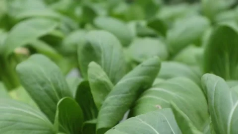 Spinach Stock Footage 225629269