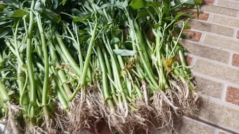 Spinach Stock Footage 243406528