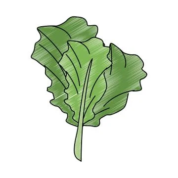 Spinach fresh vegetable scribble Stock Illustration