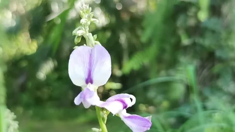 Spinach grass flower Video stock 234722068