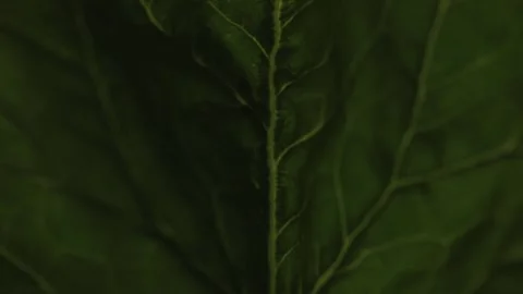 Spinach green leaf close up Stock Footage 155200855