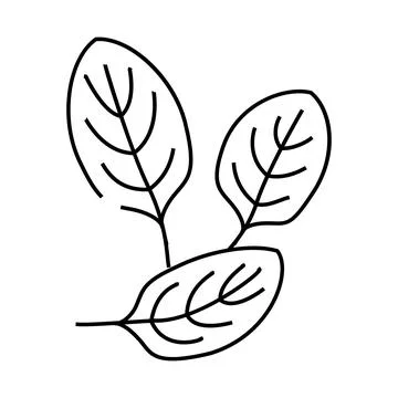 Spinach green line icon vector illustration Stock Illustration