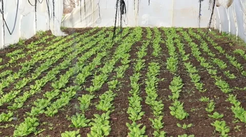 Spinach in greenhouse Stock Footage 58857750