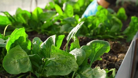 Spinach growing on a bed in a greenhouse close-up, female hands working with the Stock-Footage 310766013