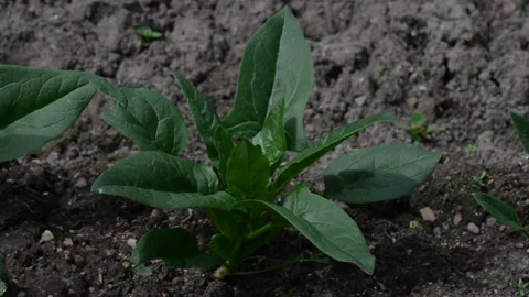 Spinach  Growing Stock Footage 227877295