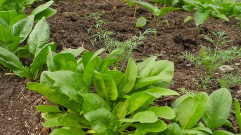 Spinach grows in the garden Video stock 156047983