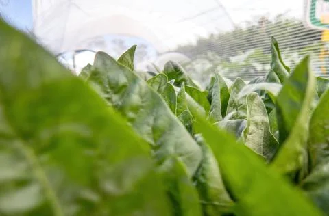 Spinach grows in a greenhouse. Close-up. 스톡 사진