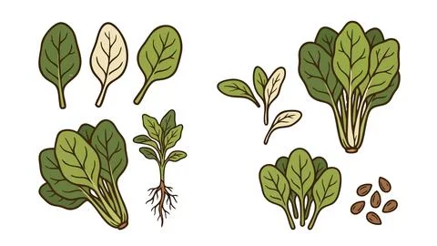Spinach Growth Stages Vector Set Baby Leaves Seeds Plant Stock Illustration