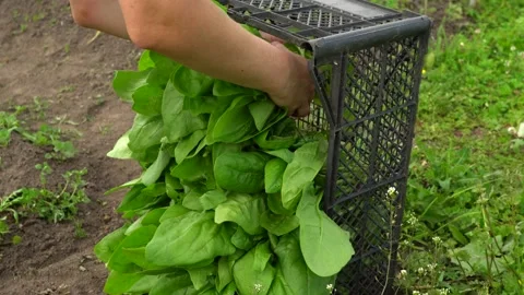 Spinach harvest. Spinach leaves in a plastic harvest box. Stock Footage 219988293