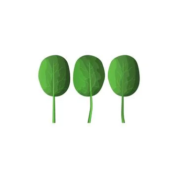 	Spinach icon  Stock Illustration