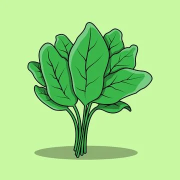 Spinach Stock Illustration