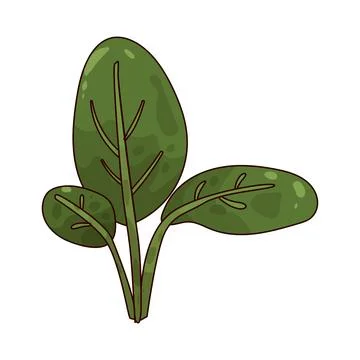 Spinach illustration Stock Illustration