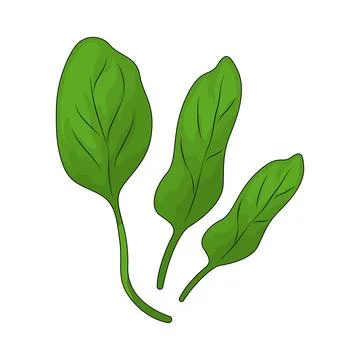 Spinach illustration Stock Illustration