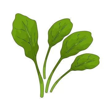 Spinach illustration Stock Illustration