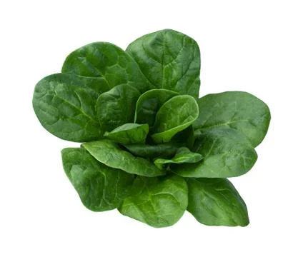 Spinach isolated Stock Photos