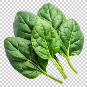 Spinach-isolated-on-white-background Stock Photos