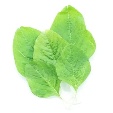 Spinach layers vegetable top view Stock Photos
