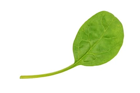 Spinach leaf against white background, vibrant green color, glossy surface, v Stock Photos