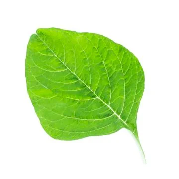 Spinach leaf back vein close up Stock Photos
