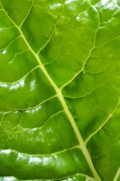 Spinach Leaf Closeup 1 Foto stock