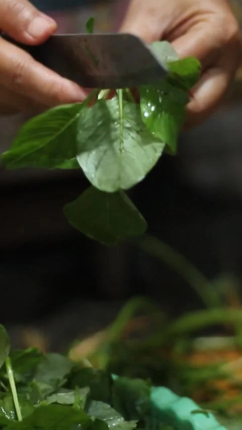 Spinach leaf cutting Stock Footage 303026883