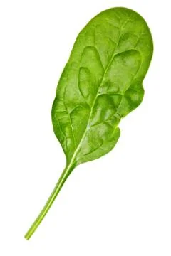 Spinach leaf isolated Stock-Fotos