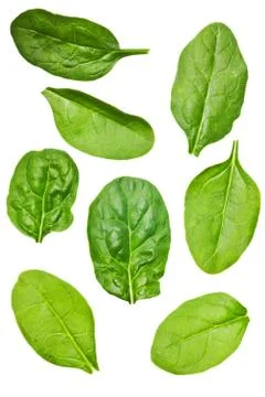 Spinach leaf isolated Stock Photos