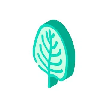 Spinach leaf isometric icon vector illustration Stock Illustration