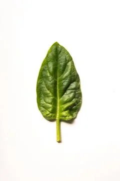 Spinach leaf 스톡 사진