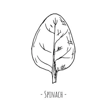 Spinach leaf. Vector illustration. Isolated on white. Hand-drawn. Stock Illustration