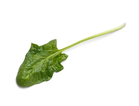 Spinach leaf on a white background close-up, top view. Stock Photos