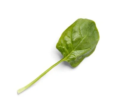 Spinach leaf on a white background close-up, top view. Stock Photos