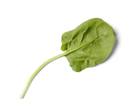 Spinach leaf on a white background close-up, top view. Stock Photos