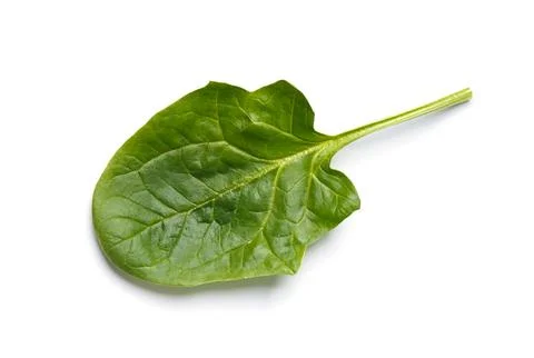 Spinach leaf on a white background close-up, top view. Stock Photos