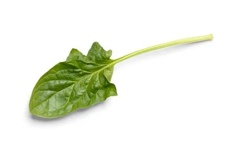 Spinach leaf on a white background close-up, top view. Stock Photos