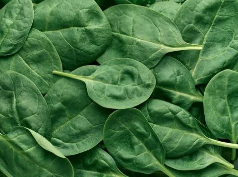 Spinach leaves, background close up top view, healthy eating Stock Photos
