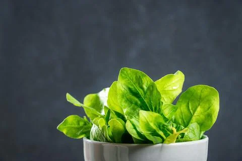 Spinach leaves in bowl on blue Stock Photos