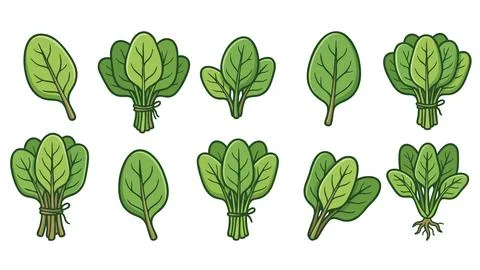 Spinach Leaves Cartoon Vector Set Fresh Green Vegetable Stock Illustration