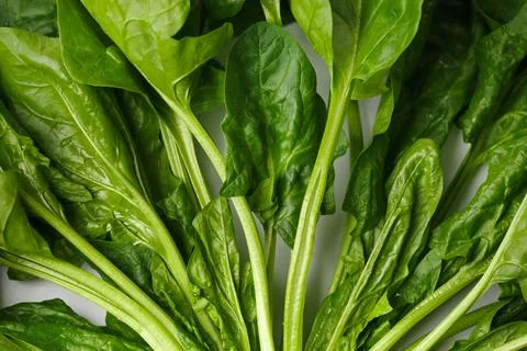 Spinach leaves close up as a background. Stock Photos