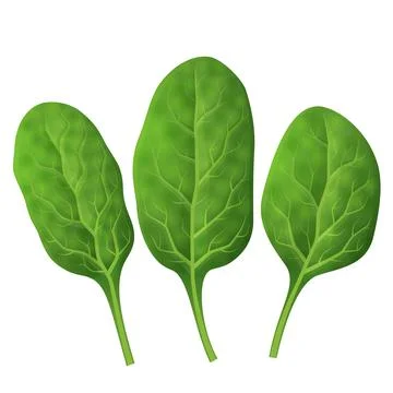 Spinach leaves close up Stock Illustration