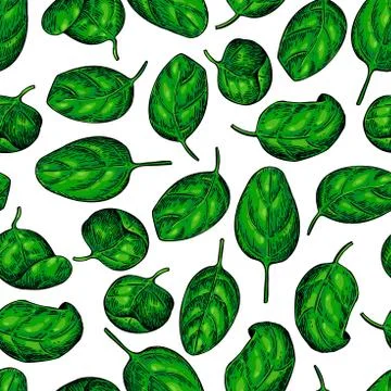 Spinach leaves hand drawn vector seamless pattern. Isolated draw Stock Illustration