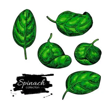 Spinach leaves hand drawn vector set. Vegetable  illustration. Stock Illustration