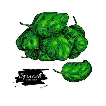 Spinach leaves hand drawn vector heap. Vegetable illustration. Stock Illustration