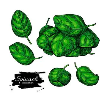Spinach leaves hand drawn vector set. Vegetable  illustration. Stock Illustration