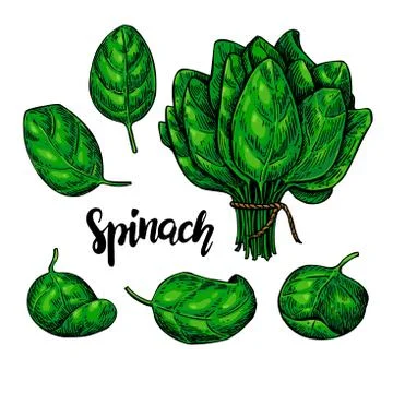 Spinach leaves hand drawn vector set. Vegetable illustration. Stock Illustration