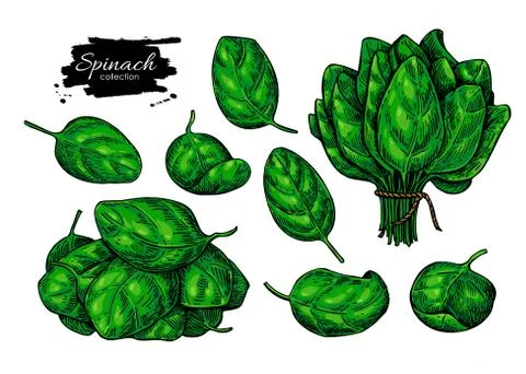 Spinach leaves hand drawn vector set. Vegetable illustration. Stock Illustration