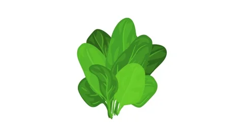 Spinach leaves icon animation Stock Footage 152556390