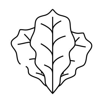 Spinach leaves line icon vector illustration Stock Illustration