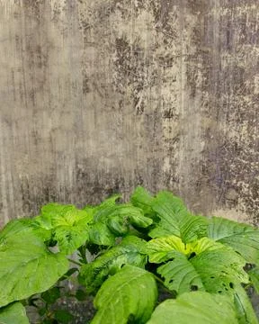 Spinach leaves Stock Photos